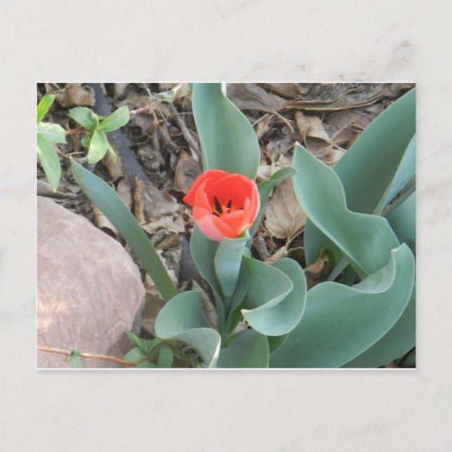 Tulip Postcard Postkarte (Vorderseite)