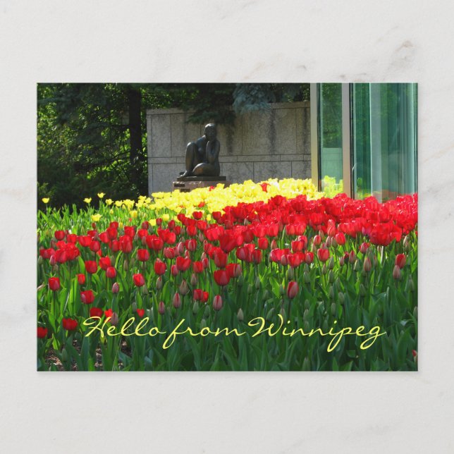 Tulip Postcard Postkarte (Vorderseite)