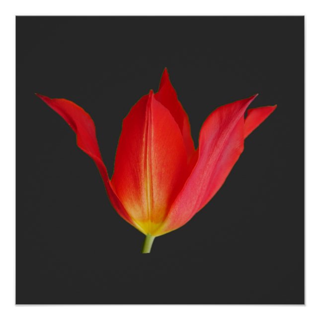 Tulip Poster (Vorderseite)