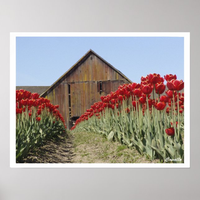 Tulip Poster (Vorne)