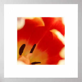 Tulip Poster