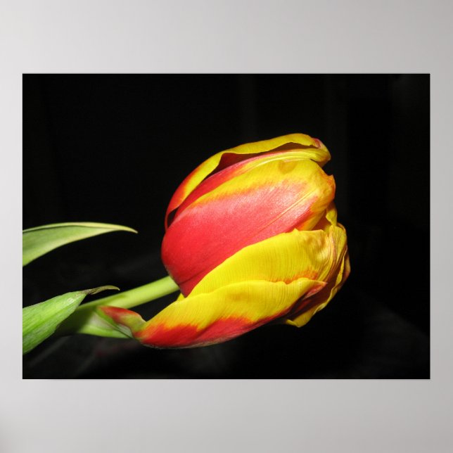 Tulip Poster (Vorne)