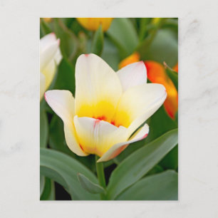 Tulip Postkarte