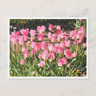 Tulip Postkarte