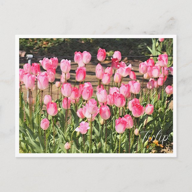 Tulip Postkarte (Vorderseite)