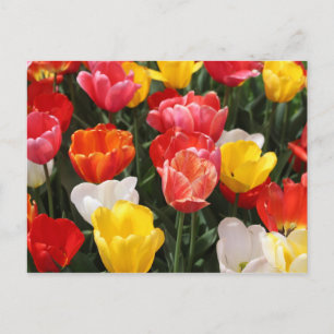 Tulip Postkarte