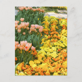 Tulip [Postkarte] Postkarte