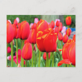 Tulip [Postkarte] Postkarte