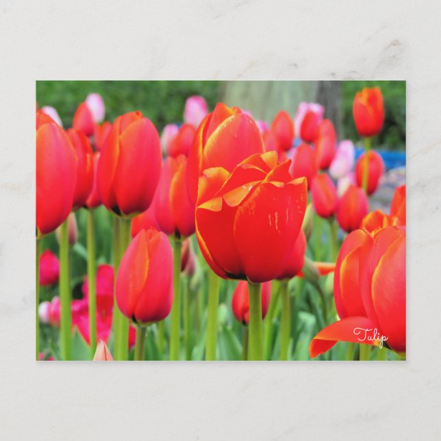 Tulip [Postkarte] Postkarte (Vorderseite)