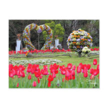 Tulip [Postkarte]