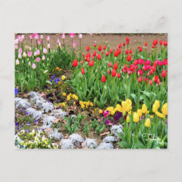 Tulip [Postkarte] Postkarte