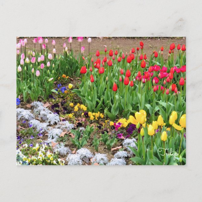 Tulip [Postkarte] Postkarte (Vorderseite)
