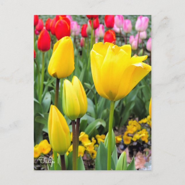 Tulip [Postkarte] Postkarte (Vorderseite)