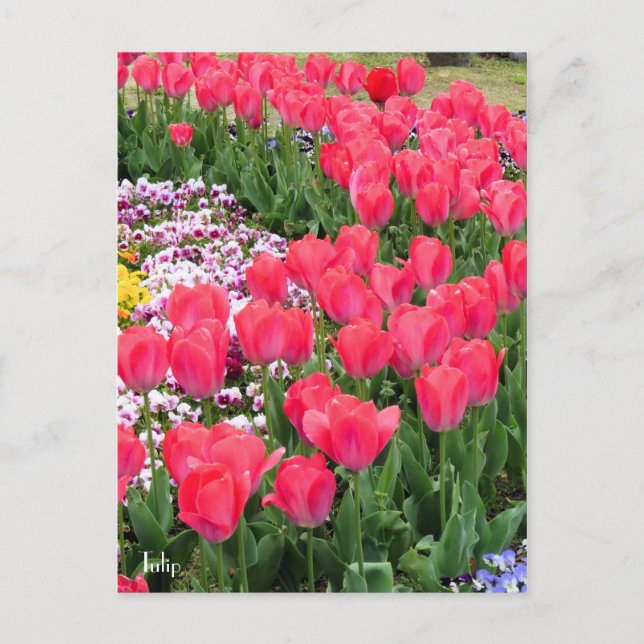 Tulip [Postkarte] Postkarte (Vorderseite)