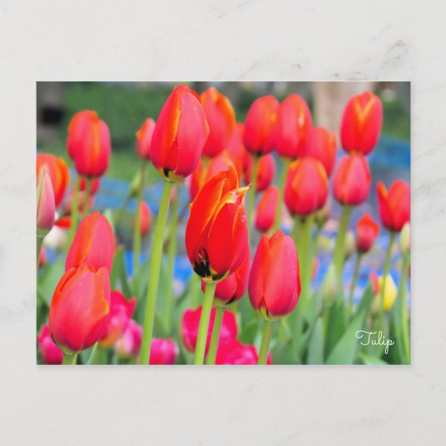 Tulip [Postkarte] Postkarte (Vorderseite)