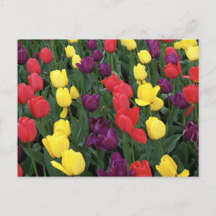 Tulip Rainbow Postkarte