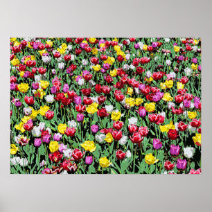 Tulip Riot -- Colorful Tulips Poster