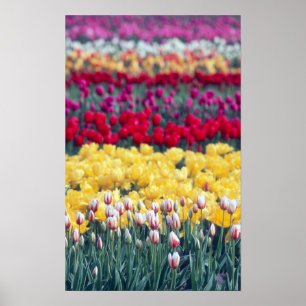 Tulip-Schau-Garten im Skagit-Tal, Poster