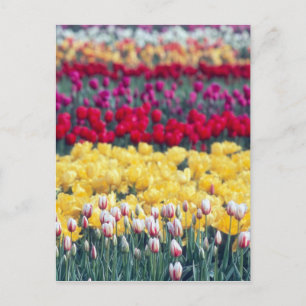 Tulip-Schau-Garten im Skagit-Tal, Postkarte