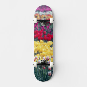 Tulip-Schau-Garten im Skagit-Tal, Skateboard