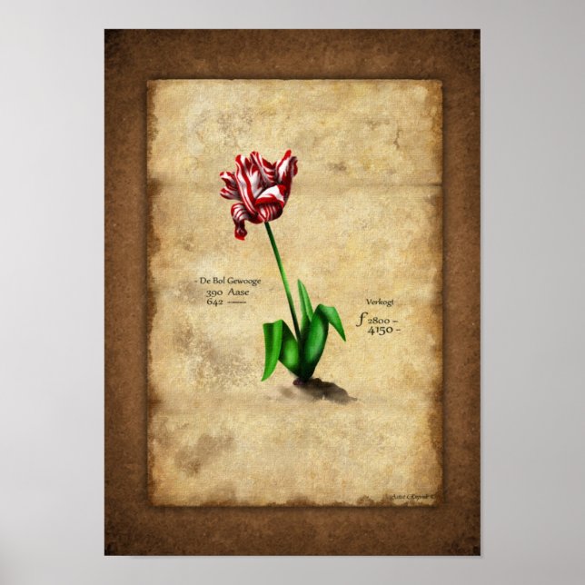 Tulip (Semper Augustus) Poster (Vorne)