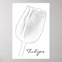 Tulip Sketch