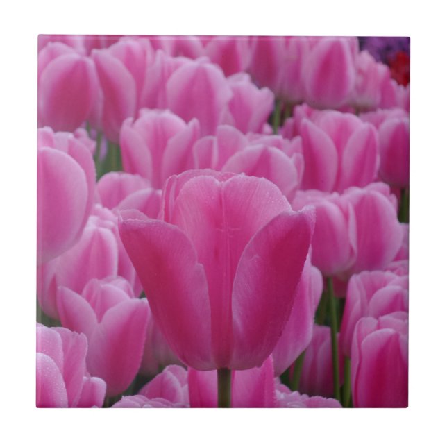 Tulip Small (4,25" x 4,25") Keramik Foto Tile Fliese (Vorderseite)