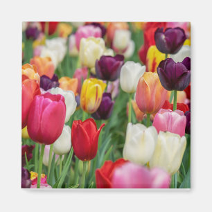 Tulip Spring Blumengarten Floral Gelb Rosa Magnet