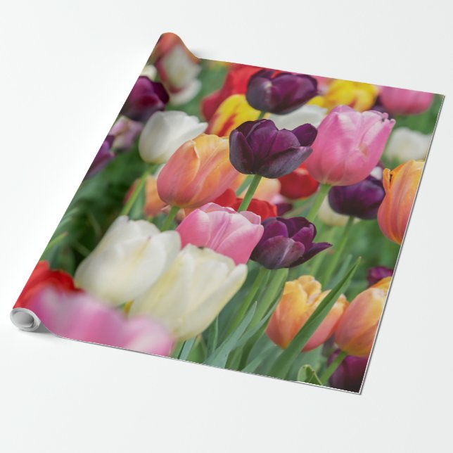 Tulip Spring Flowers Garden Floral Yellow Pink Red Geschenkpapier (Ungerollt)