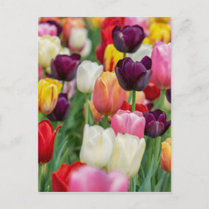 Tulip Spring Flowers Garden Floral Yellow Pink Red Postkarte