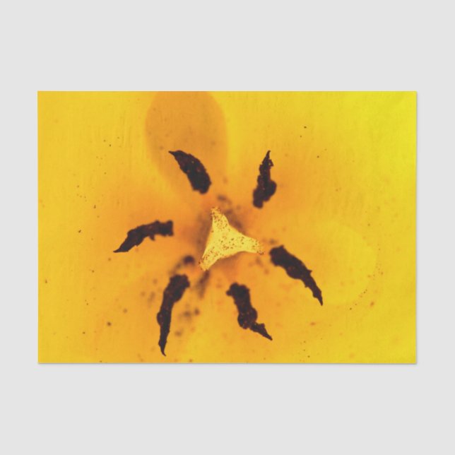 Tulip stamen and pollen seidenpapier (Vorderseite)