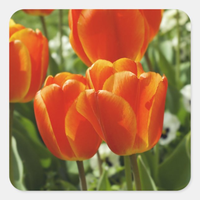 Tulip Sticker (Vorderseite)