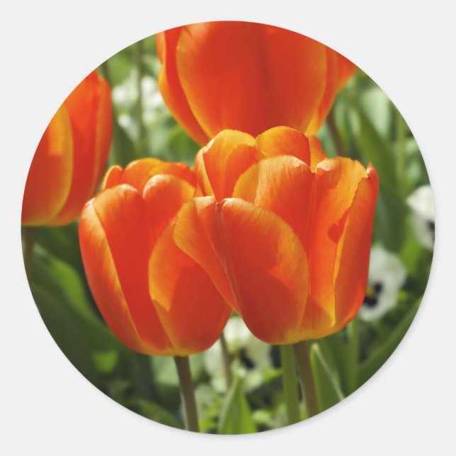 Tulip Sticker (Vorderseite)
