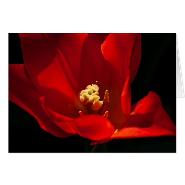 Tulip Synaeda Orange (Devant Horizontal)