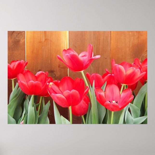Tulip Time Poster (Vorne)