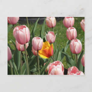 Tulip Treasure Postkarte