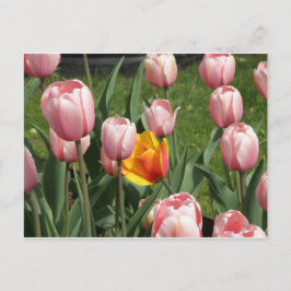 Tulip Treasure Postkarte