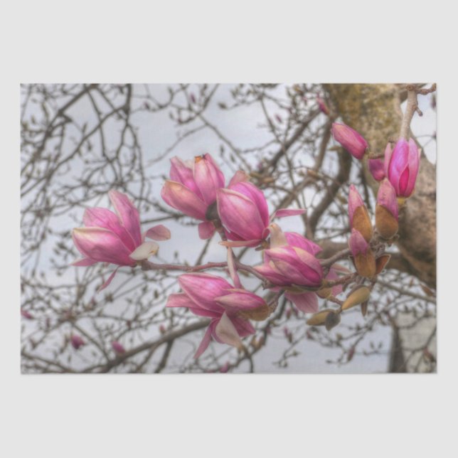 Tulip Tree Blossoms Seidenpapier (Vorderseite)