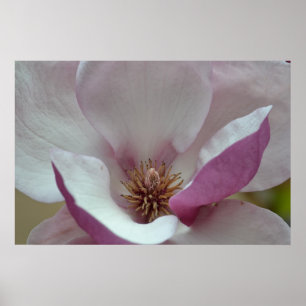 Tulip Tree Blume Poster