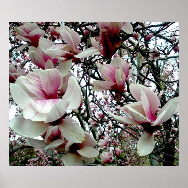 Tulip Tree Poster #2 (Vorne)