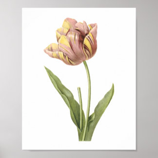 tulip(Tulipa culta) von Redouté Poster