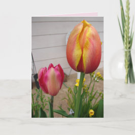 Tulip Tulips Red Pink Blume Floral Geburtskarte Karte
