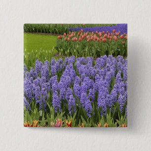 Tulip und Hyacinth Garten, Keukenhof Gardens, Button