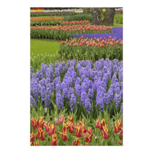 Tulip und Hyacinth Garten, Keukenhof Gardens, Fotodruck