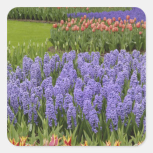 Tulip und Hyacinth Garten, Keukenhof Gardens, Quadratischer Aufkleber