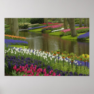 Tulip und Hyazinth Garten, Keukenhof Gardens, 2 Poster