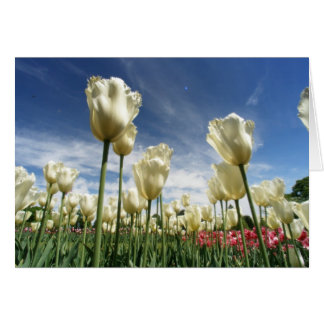Tulip View