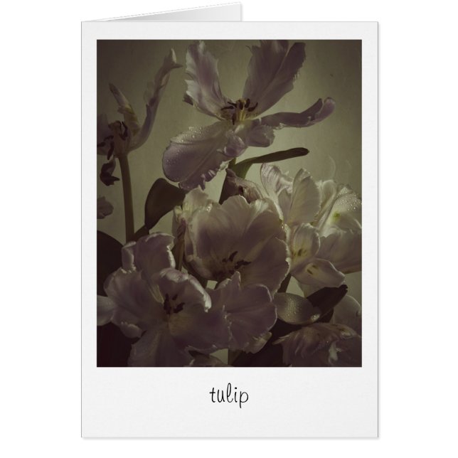 "tulip" von Heidi Rondak Fotografy (Vorne)
