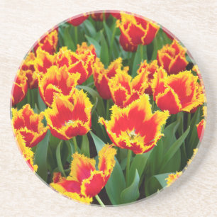 Tulipa Fabio, Keukenhof, Niederlande Sandstein Untersetzer