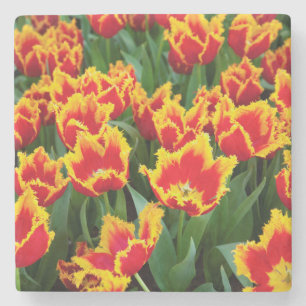 Tulipa Fabio, Keukenhof, Niederlande Steinuntersetzer